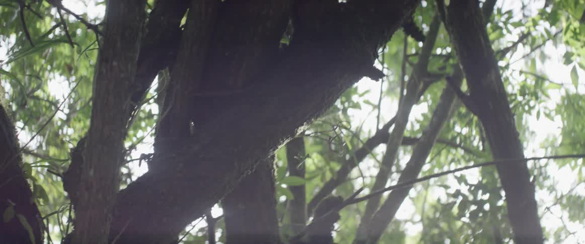 The trees are lush with large branches