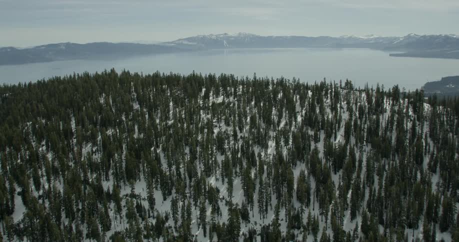 Trees on a snow covered mountain