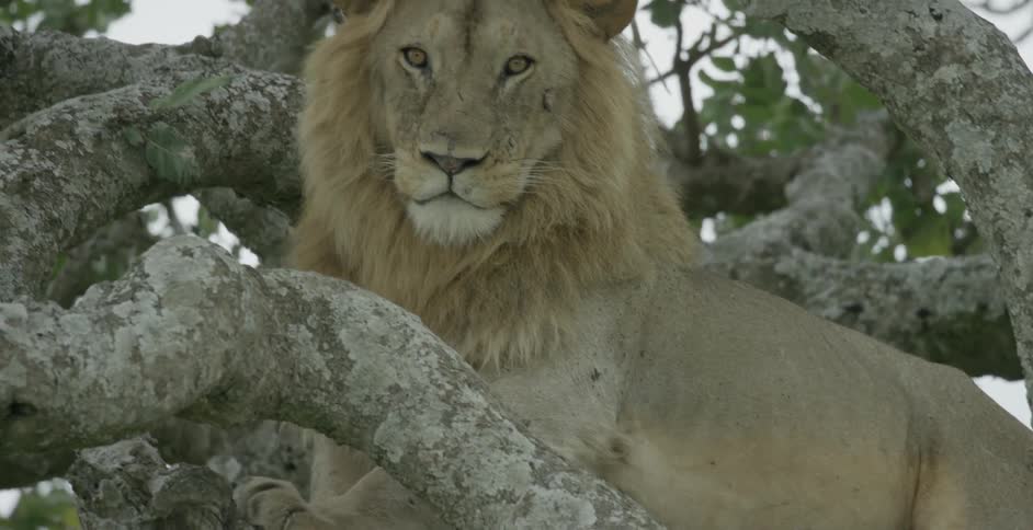 A lion is resting on a tree branch