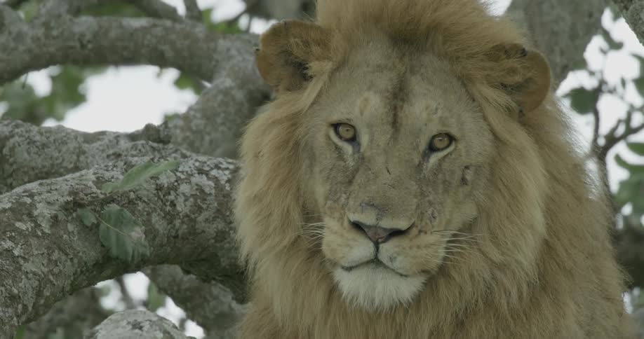 A lion is sitting by a tree