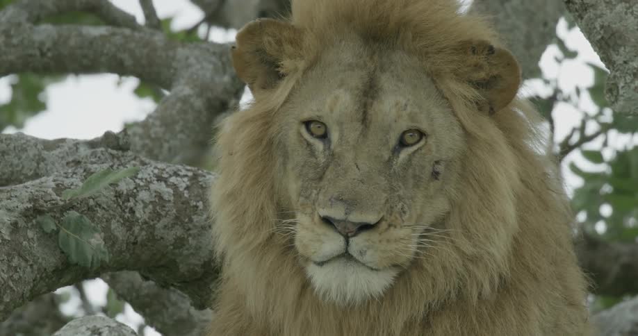 Lion sits next to a tree
