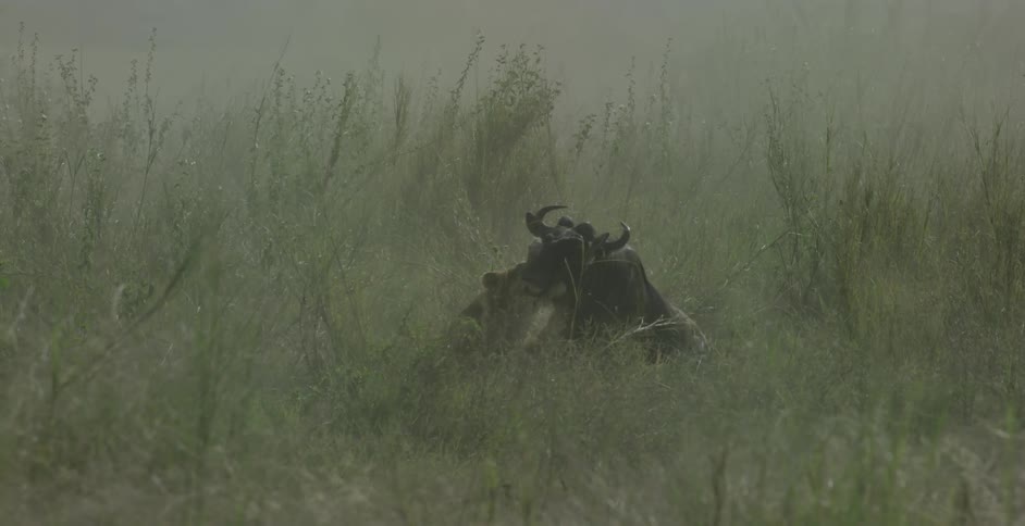 Animal with horns moves around in the weeds