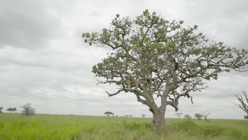 Trees stand in a field on a cloudy day