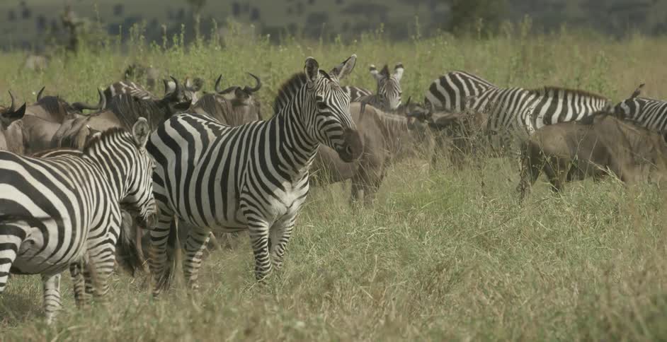 Zebras and wildebeest graze in a field