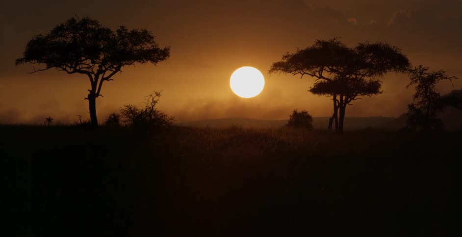 Trees and plains at sunset