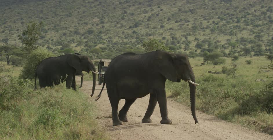 Elephants walk across a dirt road