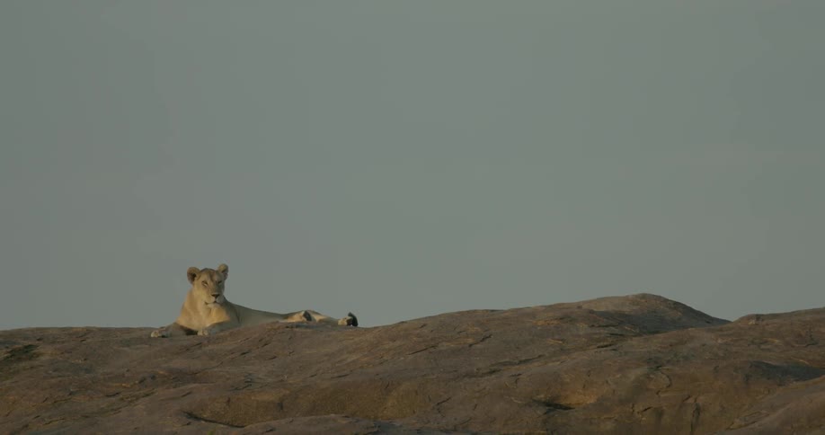 A lion lays in the dirt atop a hill