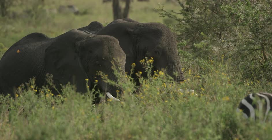 Elephants graze in a field near a zebra