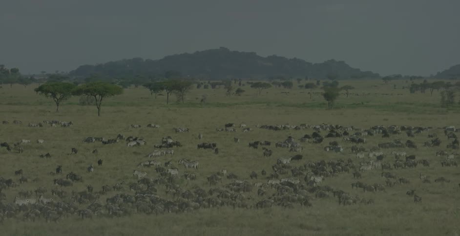 The field ahead is full of animals walking