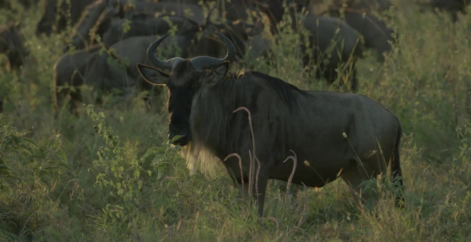 Wildebeest graze in a field