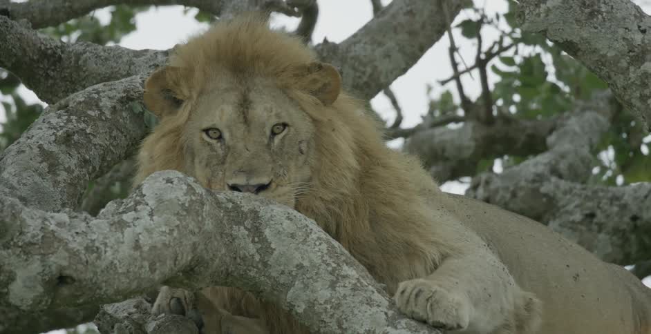 A lion sleeping on a tree branch wakes up