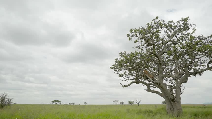 Trees stand in a field under a cloudy sky