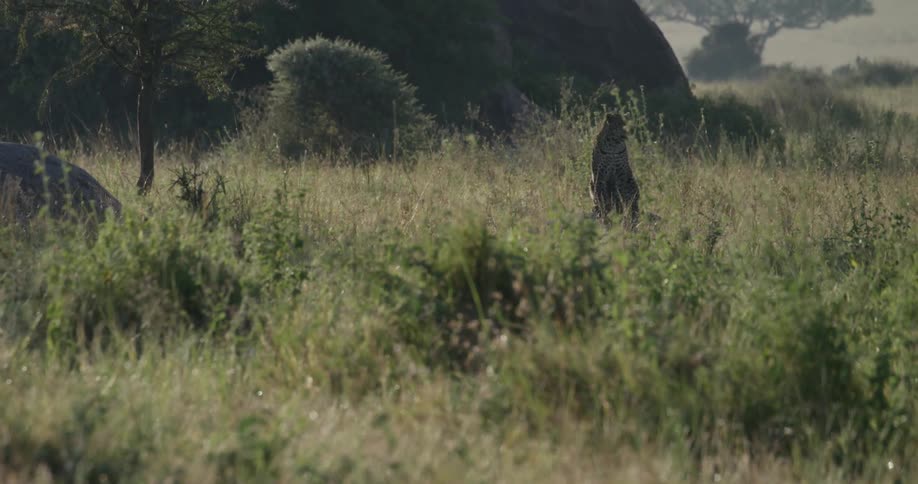 A cheetah sits in a grassy field