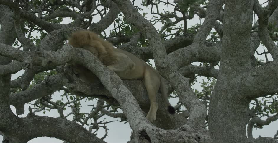 A lion lays in a tree