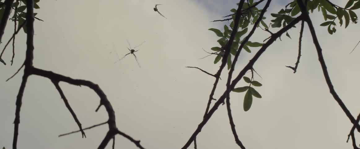Spider in a web in between tree branches