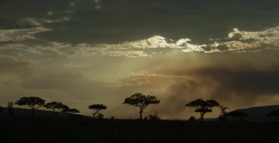 Grassy plains with sparse trees on a cloudy day