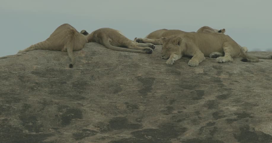 Lions sleep on the ground