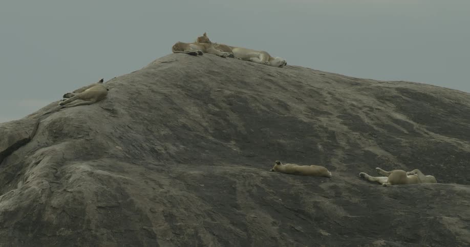Lions sleep on a boulder during the day