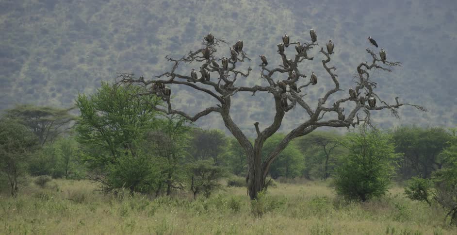 Vultures sit perched on a tree