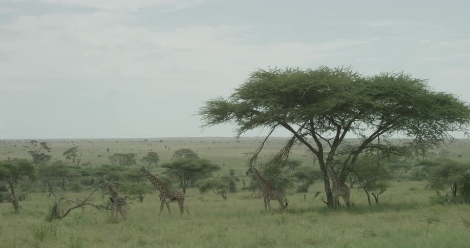 Giraffes move across the field together