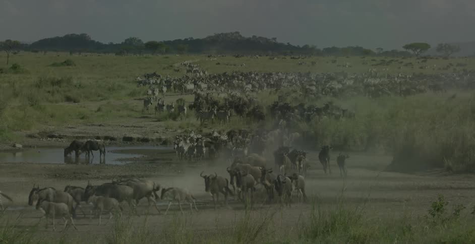 Herds of zebra and wildebeest graze and run through a field