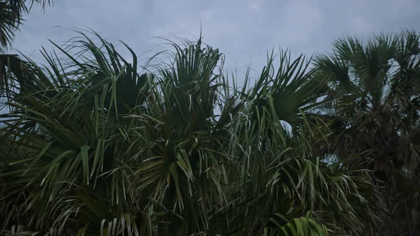 Palm trees blowing in the wind on a cloudy day