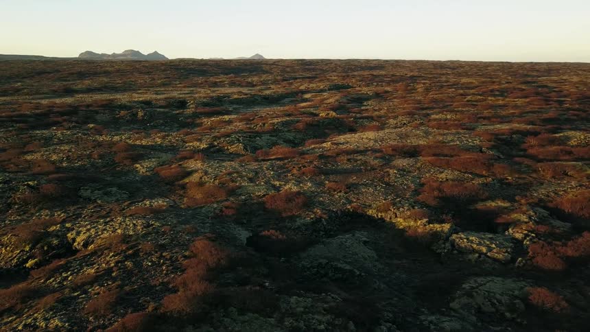 Multicolored vegetation on lava plains in Iceland