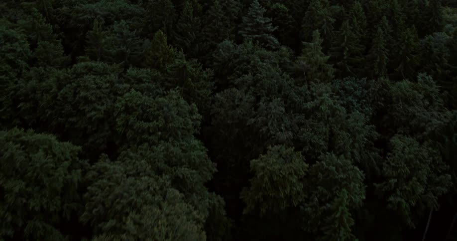 Dense forest in the evening