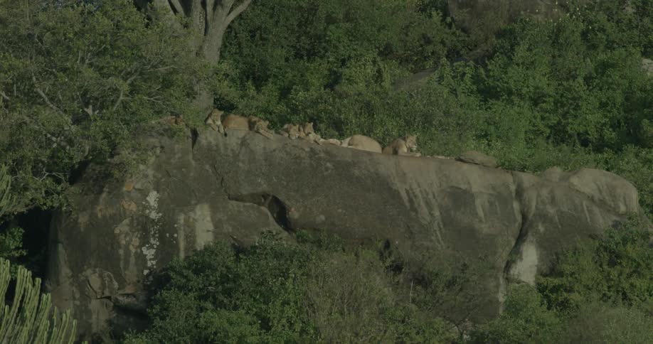 A pack of lionesses lays on a large rock