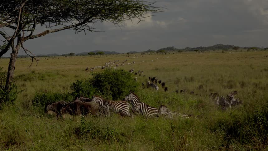 Animals are running along the grass together