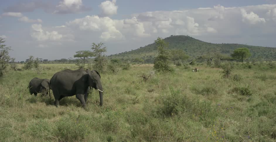 Elephants are walking on the field