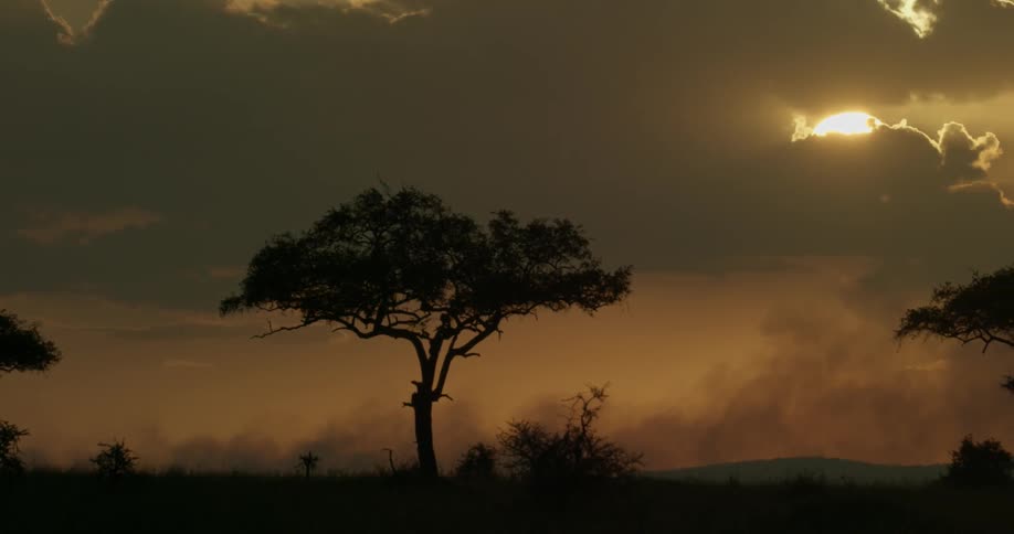 Birds fly past the trees on the field at dawn