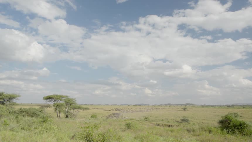 Trees and grass sit under the white clouds