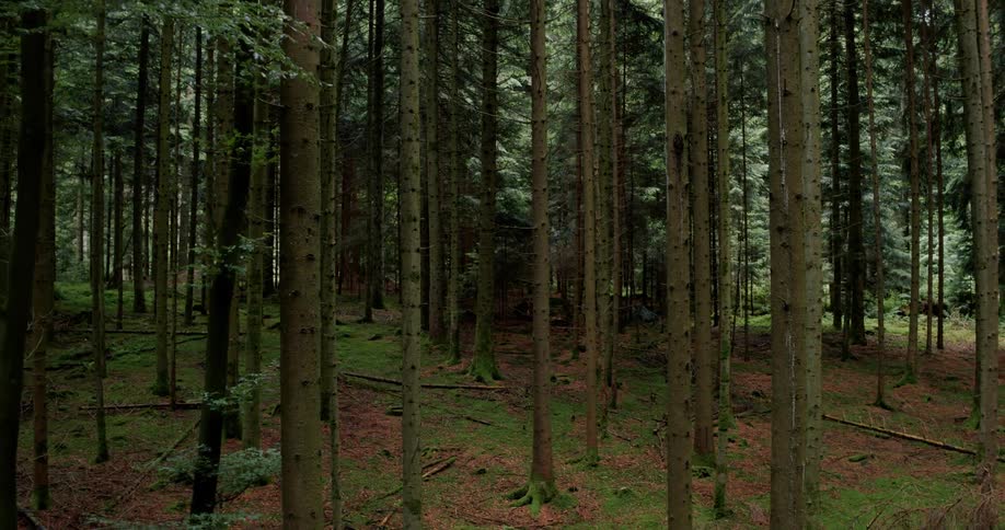Trees in a forest