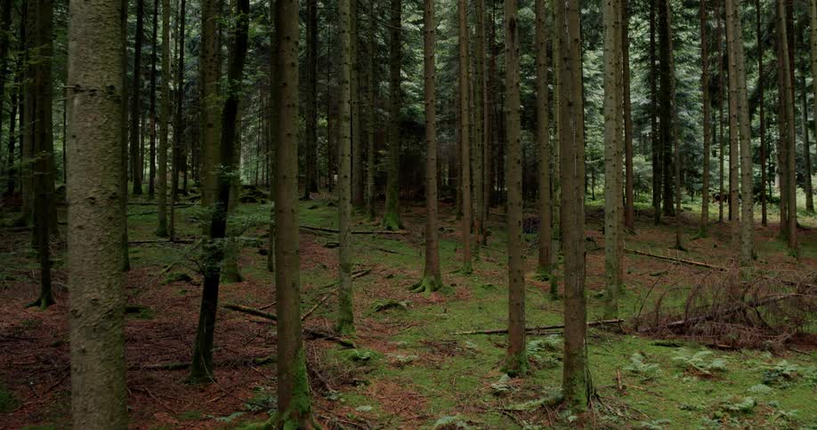 Dense forest with many tree trunks close together
