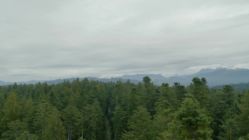 Tall trees tower in the forest