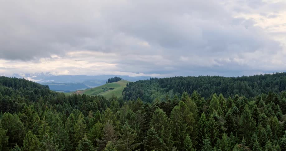 Trees in a forested hill