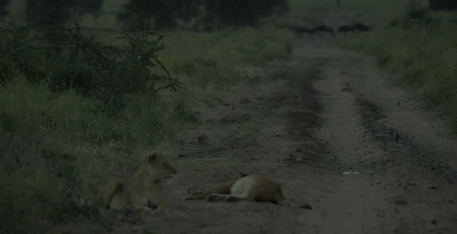 Herd of animals walking on rocky plains with two lions laying on a path