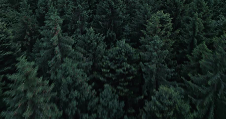A field sits next to a densely forested area
