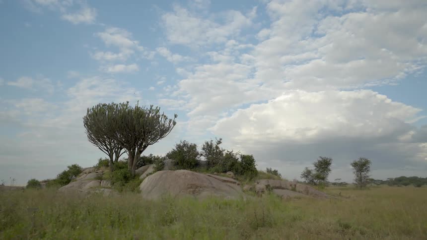 Rocky hill with trees on it in the middle of a grassy field