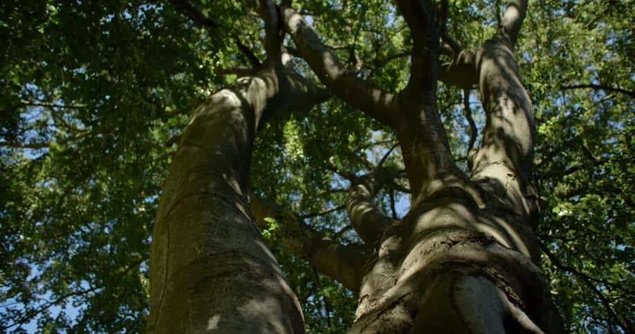 The tall tree has many green leaves