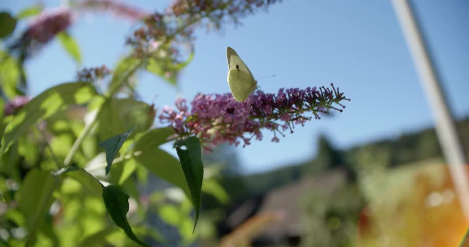 Butterflies fly around flowers on a bush