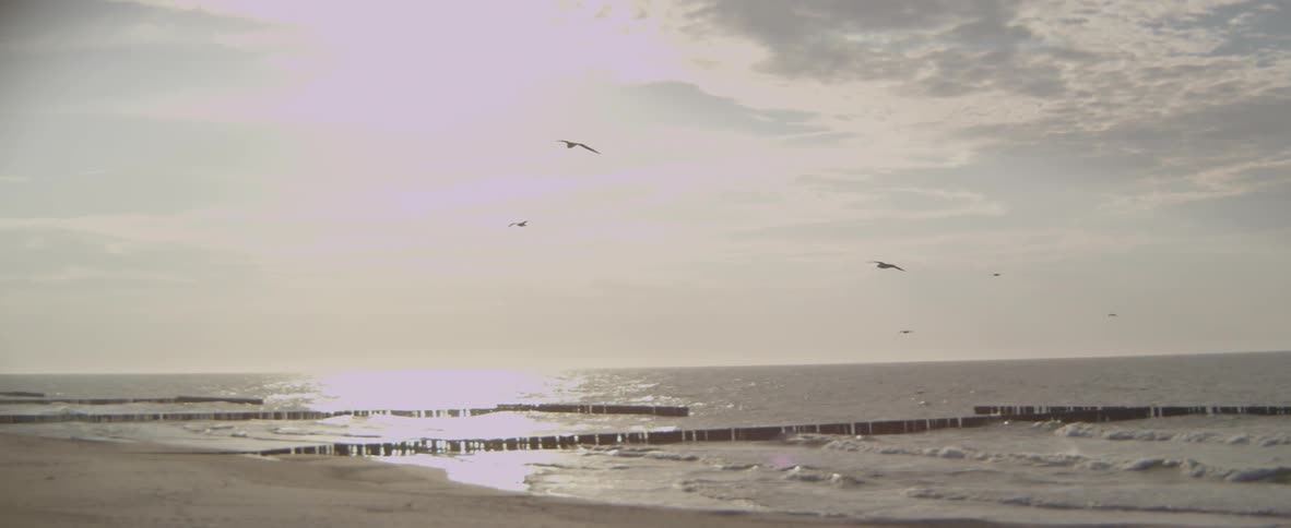 A group of birds are flying above the beach