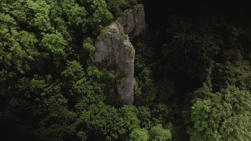 A rock formation stands tall in a forest