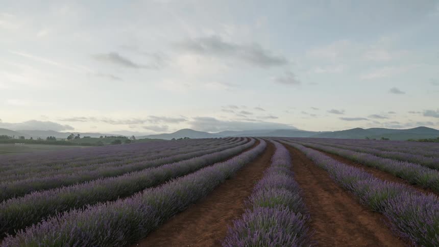 Lavender Rows at sunrise