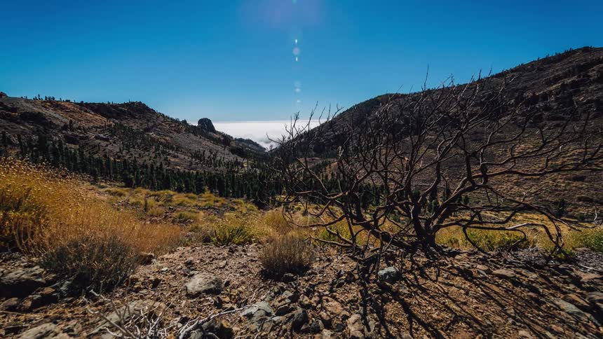 A barren bush casts shadows on the ground as clouds roll into a valley