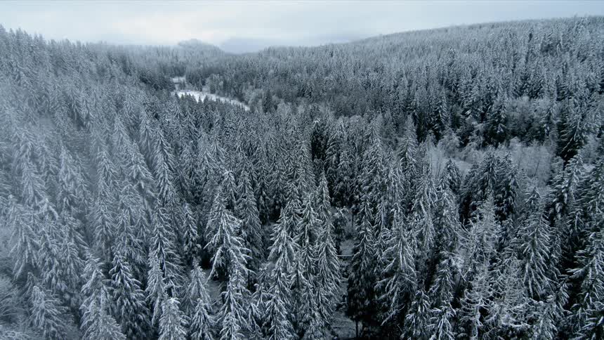 Ice covered trees in a forest