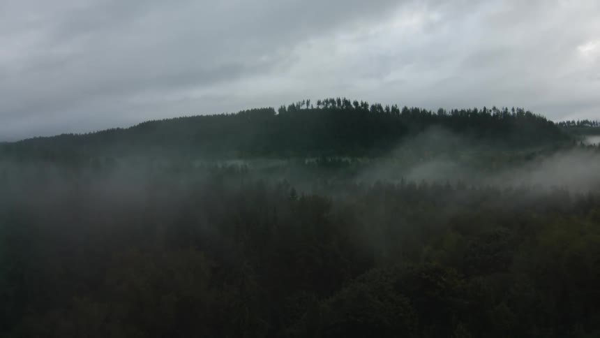 Clouds float over trees in forest