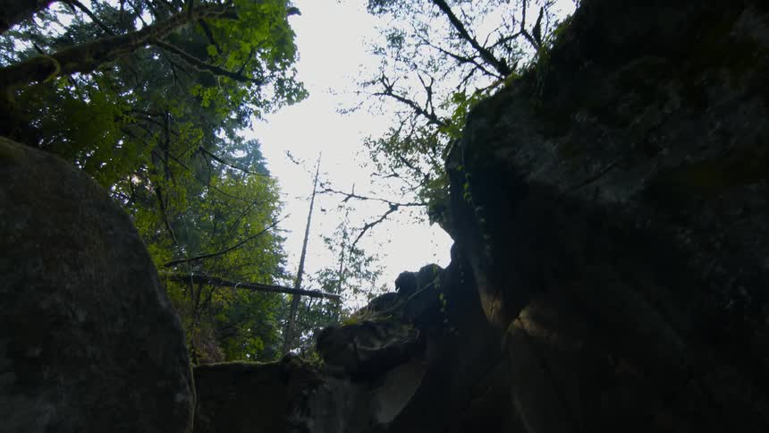 Tall trees tower in the forest