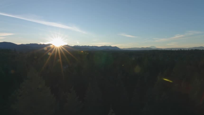 The sun shines on a forest